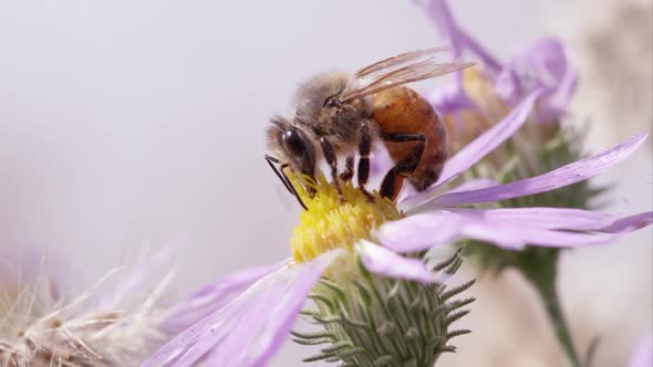 Honey bee on clover flower.