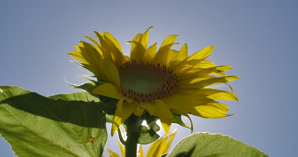 Sunflower 07