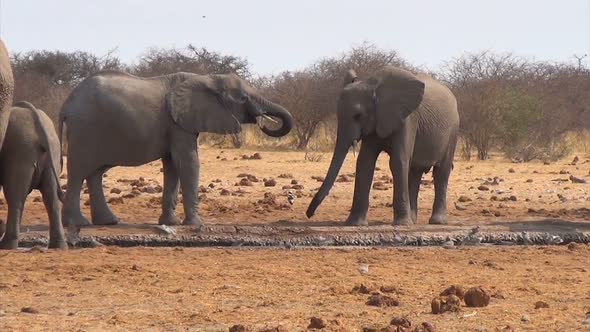 African elephants at a muddy waterhole