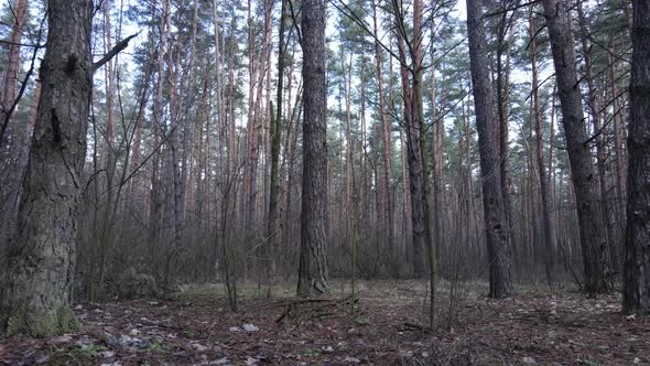 Trees in a Pine Forest During the Day Aerial View