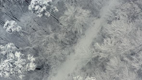 Winter look up shot - from a top view at snow covered trees up to a white powder city - 90 degrees u