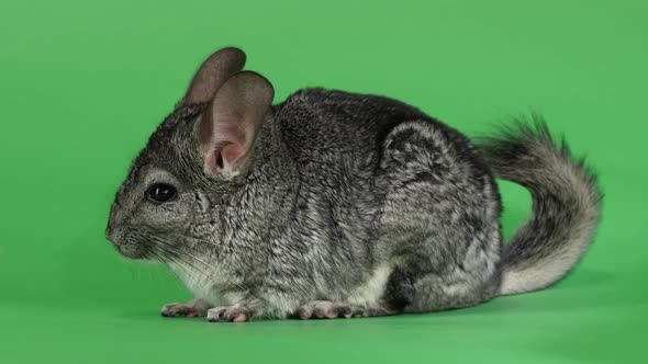 Gray Chinchilla Washed and Licked Sideways To Camera. Green Screen