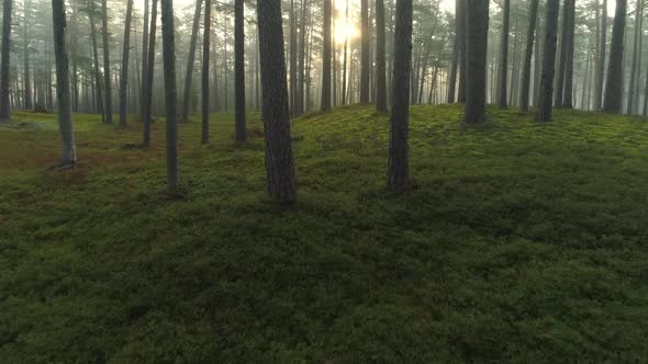 Mysterious Forest in Fog at Sunrise in Early Morning