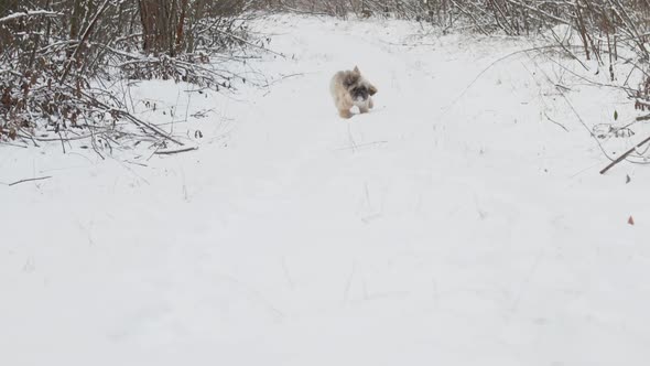 Funny Dog with Brown Fur Runs Along Dense Forest Road