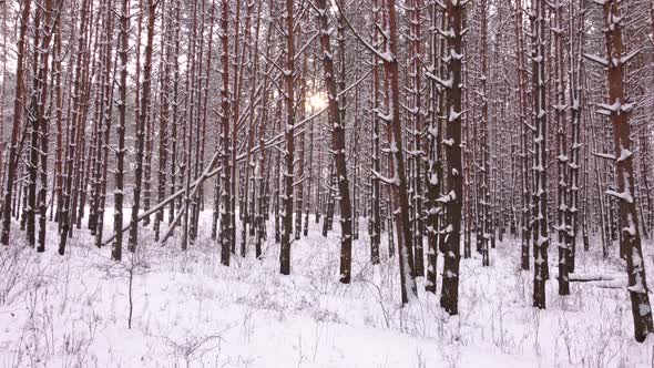 Camera Slides Between Winter Pine Tree Trunks