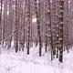 Camera Slides Between Winter Pine Tree Trunks - VideoHive Item for Sale