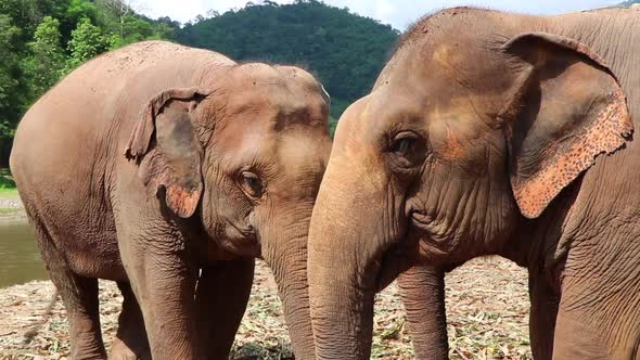 Two elephants eating beside each other next to a river.