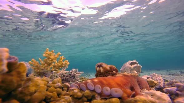 Underwater Big Red Octopus with Blue water