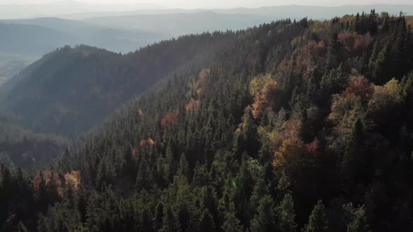 Epic aerial view of mixed spruce and deciduous green and orange autumn forest. 