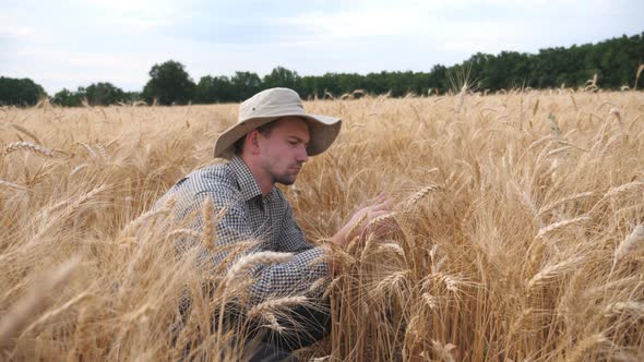 Close Up of Young Agronomist Sitting at Cereal Meadow and Examining Ripe Barley Stalks. Male Farmer