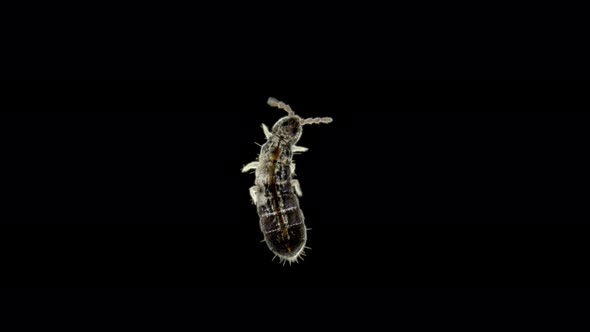 Insect Collembola Is a Subclass of Arthropoda