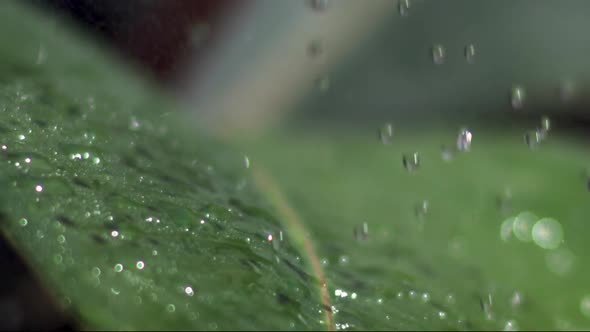 Water Droplets Falling on Leaf