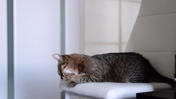 Striped Domestic Cat Sitting Licking Paws on White Chair at Home