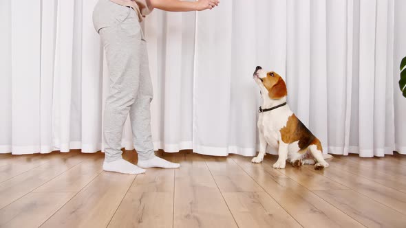 Woman Teach Animal Command