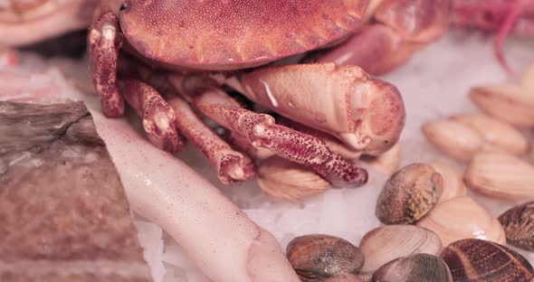 Legs Of The Crab Moves On Top Of The Ice With Clams And Squid On The Background