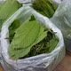 Fresh Kratom Leaves in plastic bags selling on Thailand street market - VideoHive Item for Sale