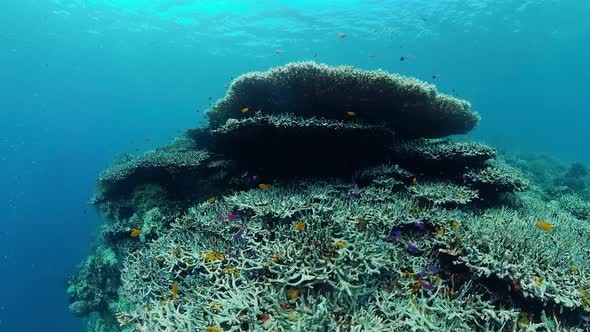 Coral Reef and Tropical Fish. Bohol, Philippines.