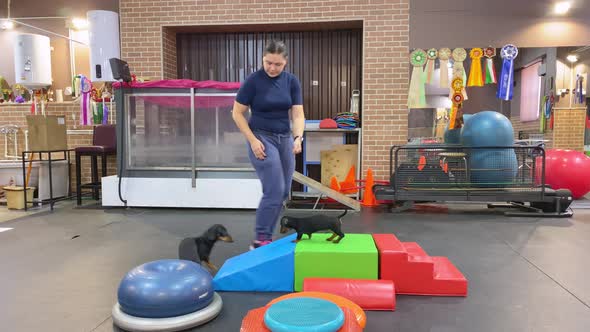 Dachshund Dogs Do Fitness with Trainer on Sports Equipment in Large Gym AND Eat Treats Closeup