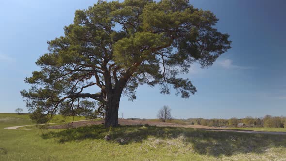 Pine tree by the road at the edge of a field in spring in Latvia