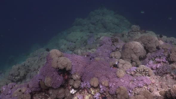 Wide angle shot of a coral reef with pink soft corals in the philippines