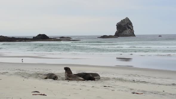 Seals are playing together on the beach