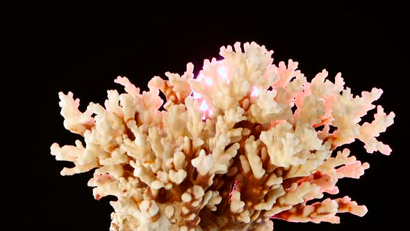 Coral Material Against, Black, Pink Backlight, Rotation, Closeup