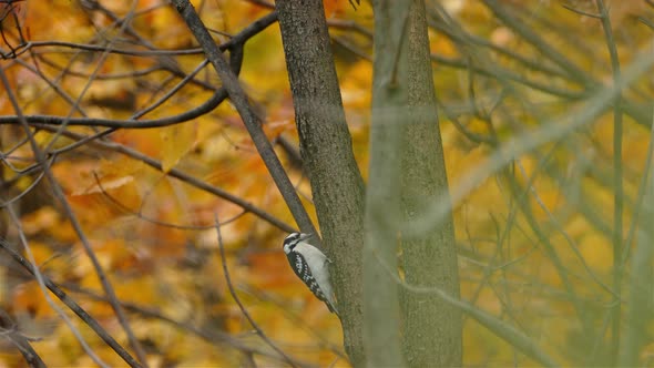 Hairy woodpecker (Leuconotopicus villosus) hammering tree trunk in colorful autumn forest