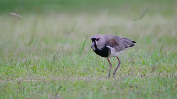 High alert, southern lapwing, vanellus chilensis standing on the open field and looking for food, wi