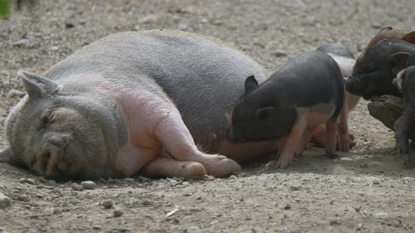 Cute baby Piglets drinking from udder of female sow lying on ground,close up