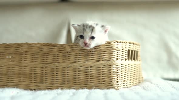 Cute Kittens Playing In A Basket Slow Motion