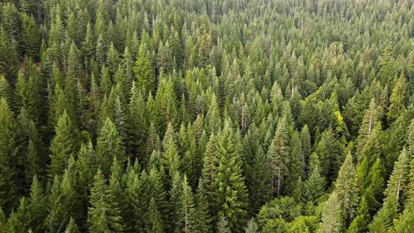 Flying over a forest in Northern California