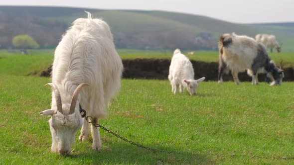 Goat Mother with a Kid Grazing on Green Meadow