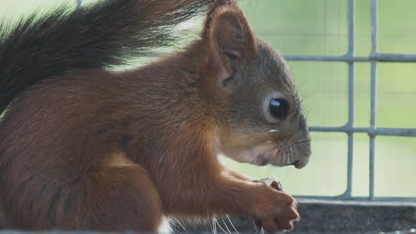 Red Squirrel or Eurasian Red Squirrel, Sciurus Vulgaris, Little Rodent Is Eating Nuts in a Cage