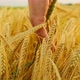 Wheat harvest. Farmer touching an ear of wheat with his palm.Slow motion. - VideoHive Item for Sale