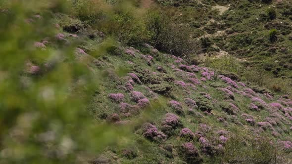 Mountain Flowers And Nature