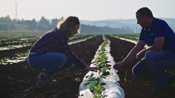 Farmers in a field in the morning inspecting young plants