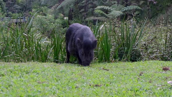 Large black sow pig eating grass and waggling, swinging tail on the verge of the forest in Timor Les