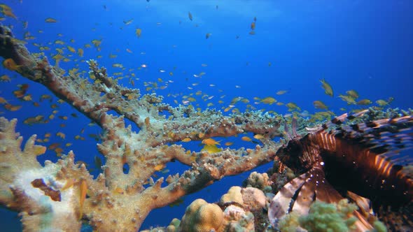 Underwater Tropical Reef Marine Lion-Fish