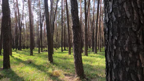 Forest with Pine Trees During the Day POV