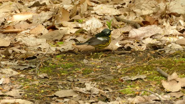 Magnolia Warbler Bird On Forest Ground Filled With Dry Falling Leaves. - Closeup