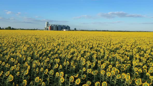 Modern Grain Silos At The Field Of Blooming Sunflowers 20