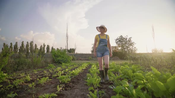 A woman inspects a vegetable plantation. Organic farming concept