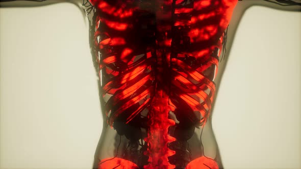 Human Skeleton Bones Scan Glowing