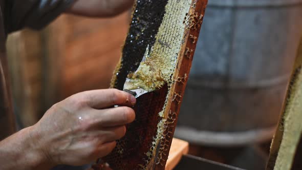 Uncovering the Honeycombs with the Scraper By Hand Honey Harvest