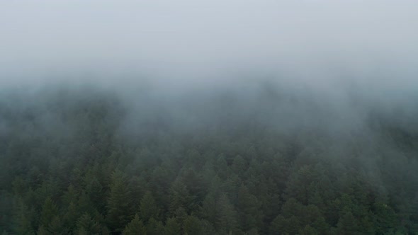 Flying over dense misty, foggy forest