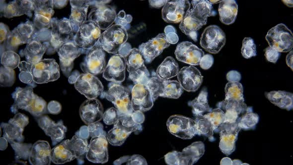 Colony of Rotifera Synchaeta sp. under a microscope, class Monogonta