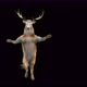 57 Deer Dancing 4K - VideoHive Item for Sale