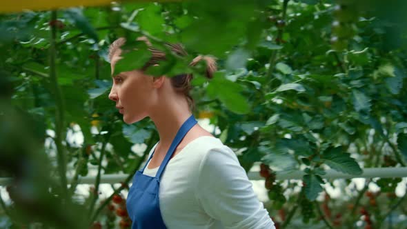 Woman Farm Worker Walking Tomato Plantation