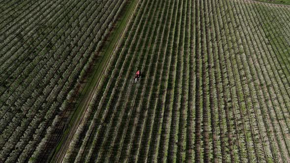 Dynamic Shot Apple Tree Plantation Agriculture Cultivation Tractor Spraying Poison