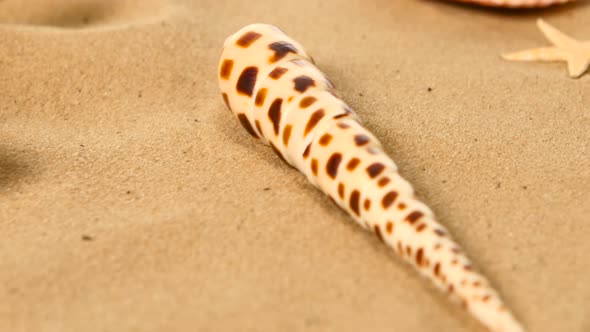 Beautiful Large Shells Lie on the Sand, Sea Stars, Rotation, Closeup